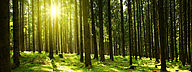Green woods during sundown