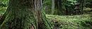 Picture of a tree as background of Eco Product Insights
