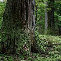 Eco Product Insights Background Picture of a tree as background of Eco Product Insights
