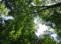 Sustainable thinking and action is the prerequisite for the future of all of us. Green crowns of deciduous trees, photographed from below in direction sky.