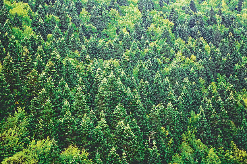 Sustainable forestry is close to our heart. A coniferous forest from above.