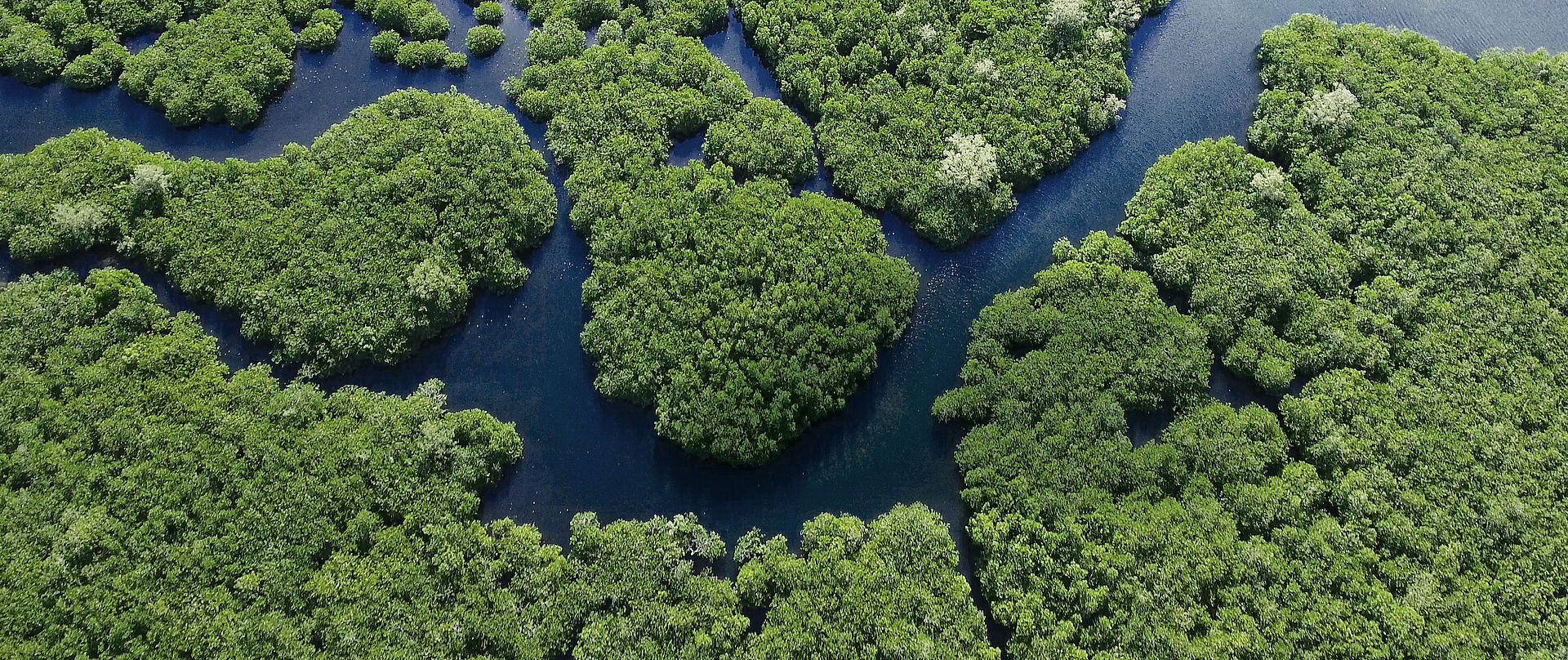 Pfleiderer Resource Titelbild, Vogelperspektive Wald