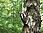 A woodpecker sits by a birch tree in a green forest.
