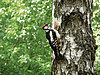 A woodpecker sits by a birch tree in a green forest.