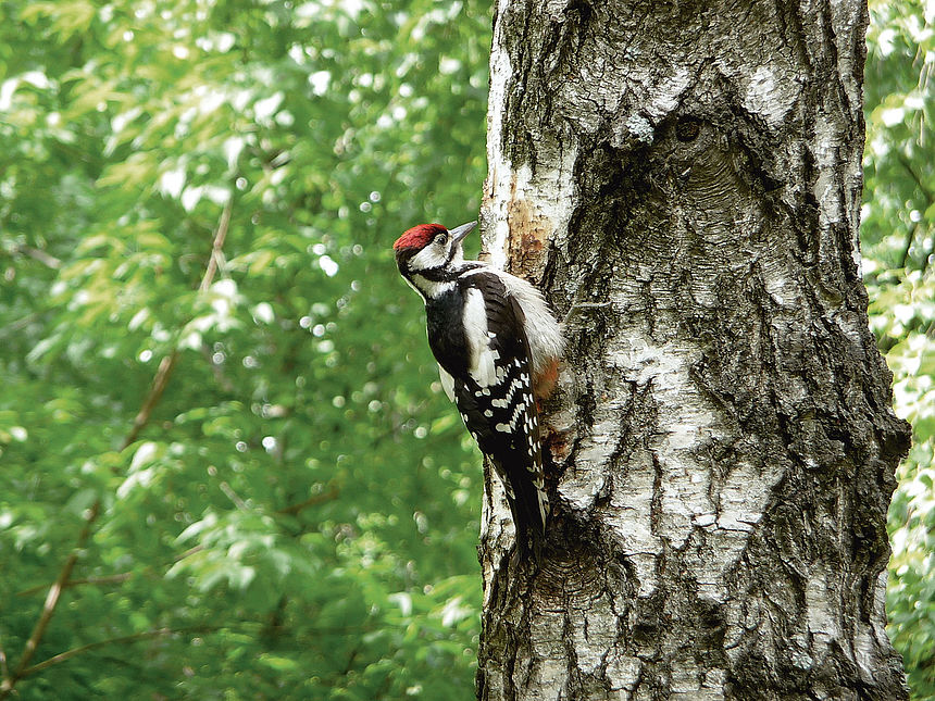 How Pfleiderer implements the demands of the environmental service branch. A woodpecker sits by a birch tree in a green forest.