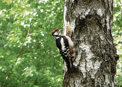 A woodpecker sits by a birch tree in a green forest.